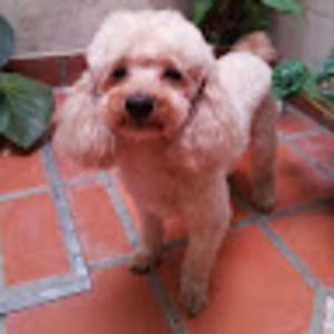 Meet your Posher, Virginia